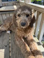 Sandy, a female Saint Berdoodle for sale in Ephrata, PA – 4 of 8