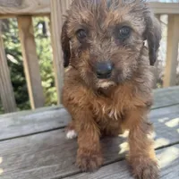 Penny, a female Saint Berdoodle for sale in Ephrata, PA – Photo 5 of 7