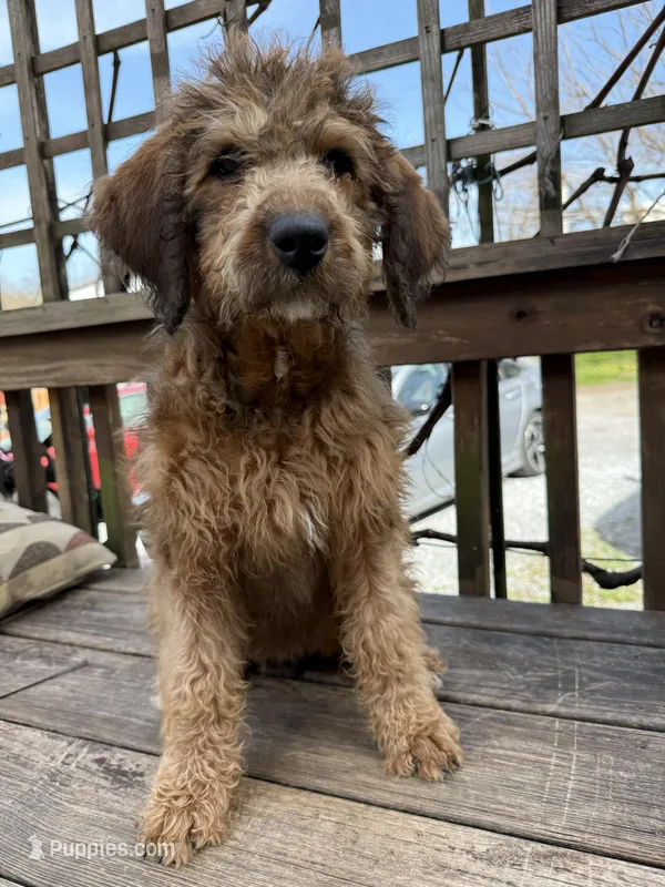 Penny – Saint Berdoodle puppy for sale in Ephrata, PA