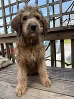 Sandy, a female Saint Berdoodle for sale in Ephrata, PA – 3 of 8