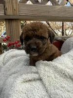 Penny, a female Saint Berdoodle for sale in Ephrata, PA – Photo 2 of 6