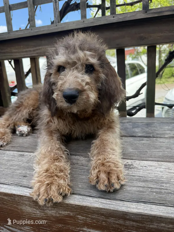 Sandy – Saint Berdoodle puppy for sale in Ephrata, PA