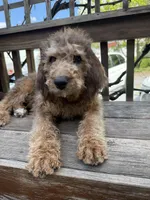 Sandy, a female Saint Berdoodle for sale in Ephrata, PA – 2 of 8