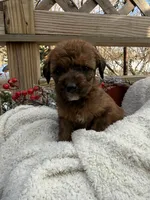 Penny, a female Saint Berdoodle for sale in Ephrata, PA – Photo 4 of 6