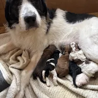 Penny, a female Saint Berdoodle for sale in Ephrata, PA – Photo 7 of 7