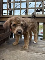 Penny, a female Saint Berdoodle for sale in Ephrata, PA – Photo 3 of 7