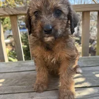 Penny, a female Saint Berdoodle for sale in Ephrata, PA – Photo 2 of 7
