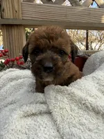 Penny, a female Saint Berdoodle for sale in Ephrata, PA – Photo 1 of 6