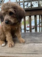 Penny, a female Saint Berdoodle for sale in Ephrata, PA – Photo 4 of 7