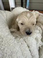 Cloud, a male Goldendoodle for sale in Ephrata, PA – Photo 3 of 8