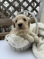 Cloud, a male Goldendoodle for sale in Ephrata, PA – Photo 1 of 8