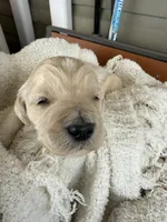 Cloud, a male Goldendoodle for sale in Ephrata, PA – Photo 4 of 8