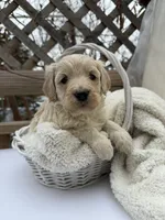 Cloud, a male Goldendoodle for sale in Ephrata, PA – Photo 2 of 8