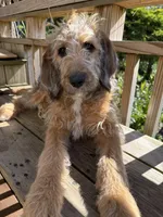 Sophie, a female Saint Berdoodle for sale in Ephrata, PA – 2 of 6
