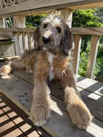 Sophie, a female Saint Berdoodle for sale in Ephrata, PA – 3 of 6