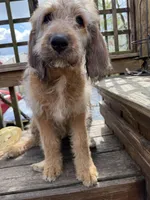 Sophie, a female Saint Berdoodle for sale in Ephrata, PA – 4 of 6