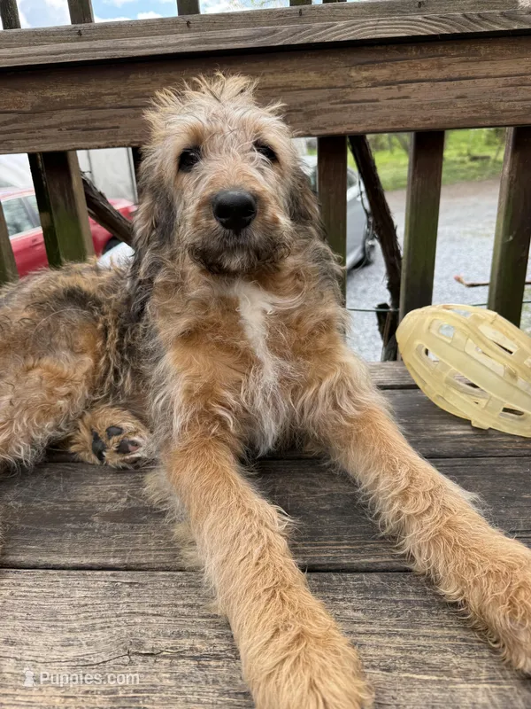 Sophie – Saint Berdoodle puppy for sale in Ephrata, PA