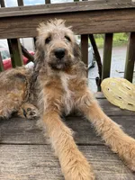 Sophie, a female Saint Berdoodle for sale in Ephrata, PA – 1 of 6