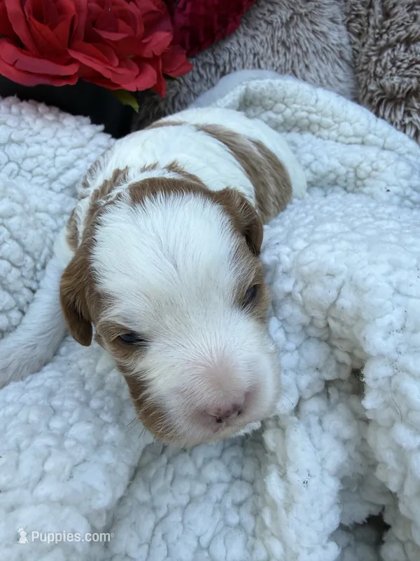 Cobby – Cavapoo, Cavalier King Charles Spaniel puppy for sale in Ephrata, PA