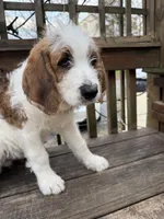 Andy, a male Saint Berdoodle for sale in Ephrata, PA – Photo 2 of 10