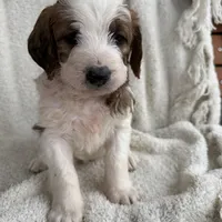 Andy, a male Saint Berdoodle for sale in Ephrata, PA – Photo 7 of 10