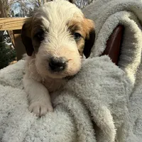 Andy, a male Saint Berdoodle for sale in Ephrata, PA – Photo 8 of 10