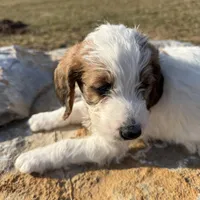 Andy, a male Saint Berdoodle for sale in Ephrata, PA – Photo 6 of 10