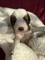 processed/805931c8-52fc-4caa-9b7e-8b874e6f56fd/listing/9620c15c-8d59-49e4-b343-4d35810b9148/87b7f7fd-dc66-490b-a9a2-f1c07df792f3