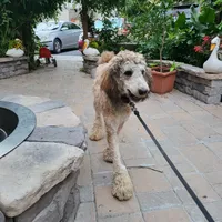 Andy, a male Saint Berdoodle for sale in Ephrata, PA – Photo 10 of 10