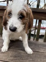 Andy, a male Saint Berdoodle for sale in Ephrata, PA – Photo 3 of 10