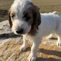Andy, a male Saint Berdoodle for sale in Ephrata, PA – Photo 4 of 10