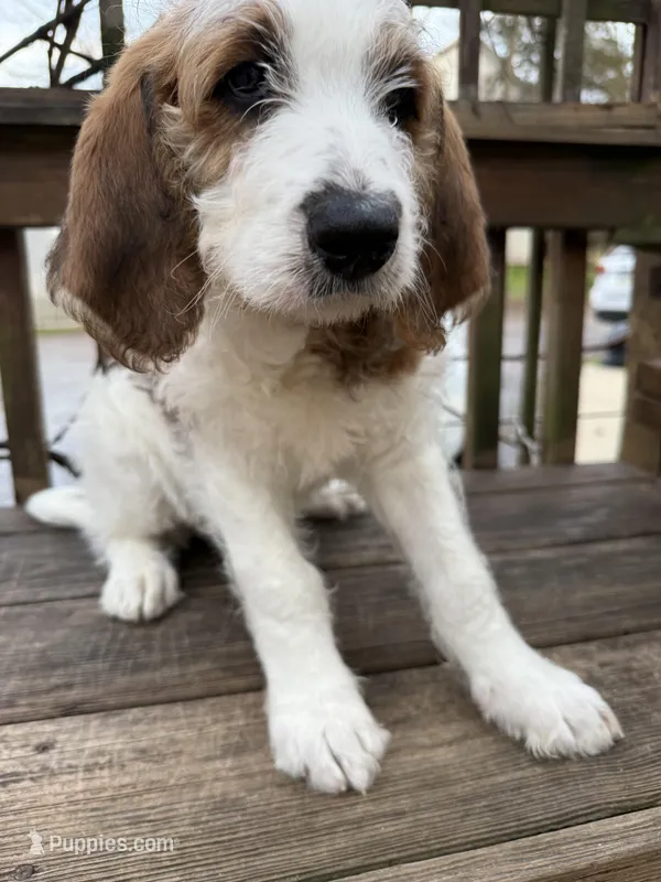 Andy – Saint Berdoodle puppy for sale in Ephrata, PA