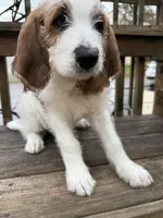 Andy, a male Saint Berdoodle for sale in Ephrata, PA – Photo 1 of 10