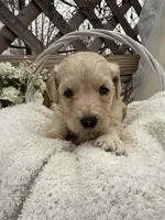 Abby, a female Goldendoodle for sale in Ephrata, PA – Photo 3 of 7