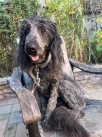 Abby, a female Goldendoodle for sale in Ephrata, PA – Photo 7 of 7