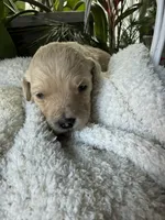 Abby, a female Goldendoodle for sale in Ephrata, PA – Photo 5 of 7