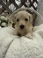 Abby, a female Goldendoodle for sale in Ephrata, PA – Photo 1 of 7