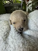 Abby, a female Goldendoodle for sale in Ephrata, PA – Photo 4 of 7