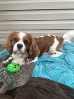 Hazel, a  Cavapoo and Cavalier King Charles Spaniel for sale in Ephrata, PA – 4 of 6