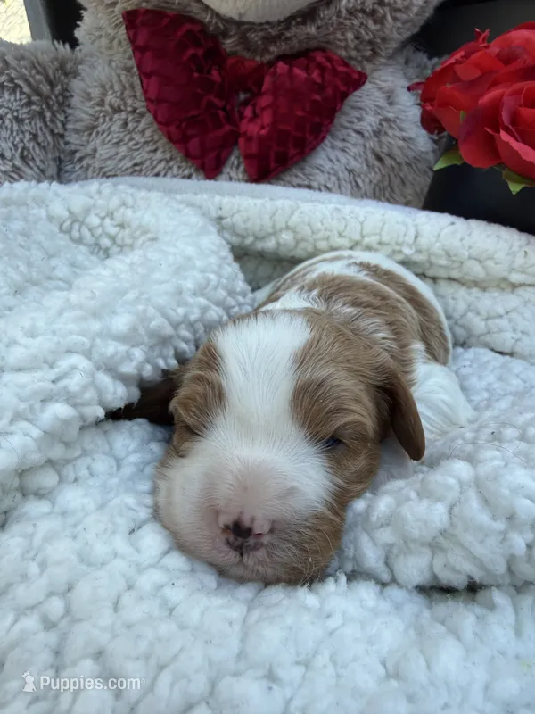 Kelly  – Cavapoo, Cavalier King Charles Spaniel puppy for sale in Ephrata, PA