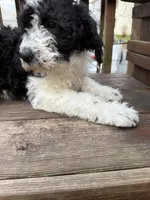 Ace, a male Saint Berdoodle for sale in Ephrata, PA – Photo 3 of 7