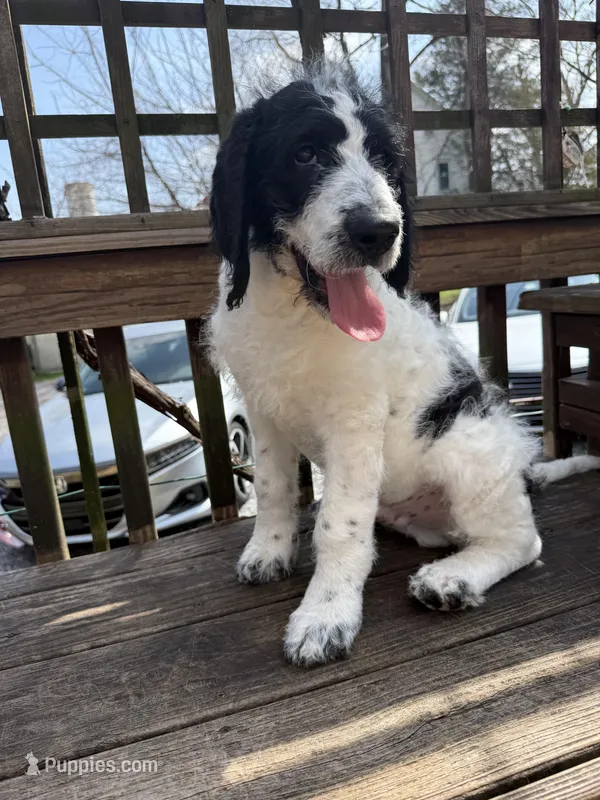 Ace – Saint Berdoodle puppy for sale in Ephrata, PA