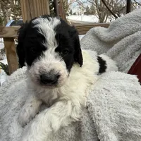 Ace, a male Saint Berdoodle for sale in Ephrata, PA – Photo 5 of 7