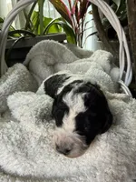 processed/805931c8-52fc-4caa-9b7e-8b874e6f56fd/listing/9eee7fec-2658-4dfe-98d3-3e7cf82ad603/3a20a2ca-dd7c-4e76-93b5-c2344177c02e