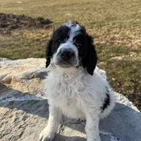 Ace, a male Saint Berdoodle for sale in Ephrata, PA – Photo 1 of 7