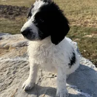 Ace, a male Saint Berdoodle for sale in Ephrata, PA – Photo 4 of 7