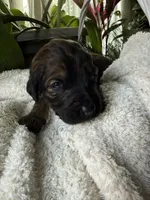 Zara, a female Goldendoodle for sale in Ephrata, PA – Photo 4 of 9