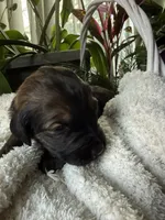 Zara, a female Goldendoodle for sale in Ephrata, PA – Photo 6 of 9