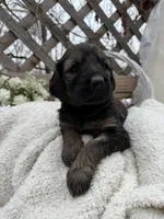 Zara, a female Goldendoodle for sale in Ephrata, PA – Photo 2 of 9