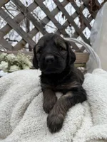 Zara, a female Goldendoodle for sale in Ephrata, PA – Photo 1 of 9